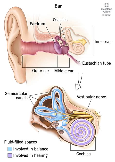 Parts Of The Ears And Their Functions