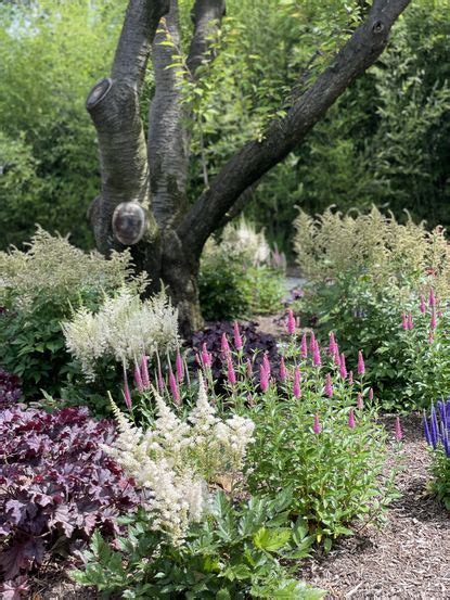 Full Sun Perennials — 7 Plants for Your Yard's Sunny Spots | Livingetc