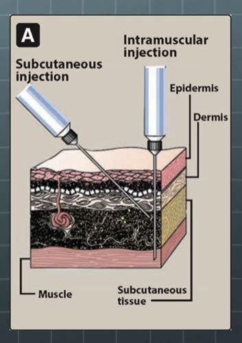 Clin Med Exam Pk Lecture Flashcards Quizlet