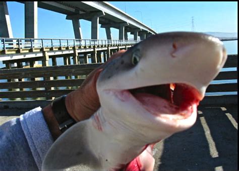 Sevengill Shark - Pier Fishing in California