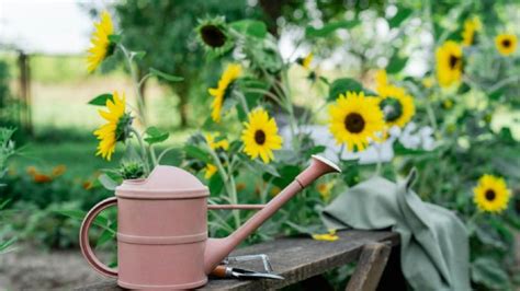 Así puedes tener bellos girasoles en tu jardín con los mejores trucos y