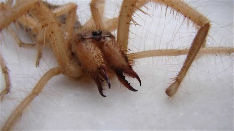 Camel Spider Pictures Az Animals