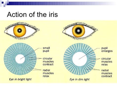 Chapter 14 The Human Eye Lesson 3 - The 2 Mechanisms of the Eye 1) Ac…