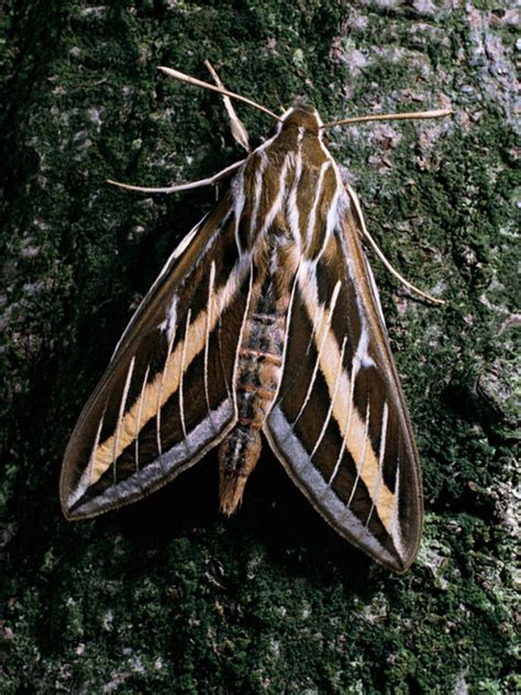 White Lined Sphinx Moth Hgtv