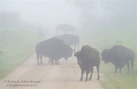 Bison in the mist - Riding Mountain - Photo Journeys