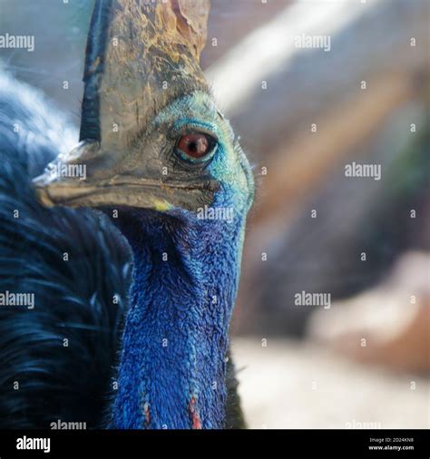 Portrait Of A Southern Cassowary Casuarius Casuarius Stock Photo Alamy