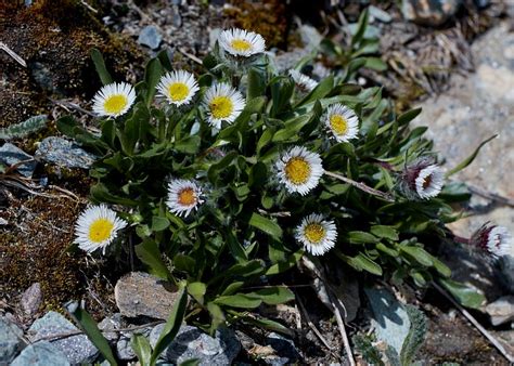 Альпийская ромашка фото: Альпийская ромашка - TheFlowers