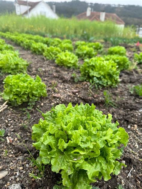 Alface Frisada Preço 1 30 kg Loja da Reforma Agrária