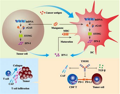 Schematic Diagram Showing The Synergistic Effect Between Mn And