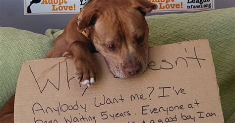 Viral Photo Helps Shelter Dog Chester Get Adopted After 5 Year Wait