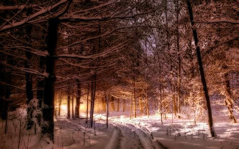 Nature Landscape Maine Forest Winter Path Snow Trees Sunlight Wallpaper ...