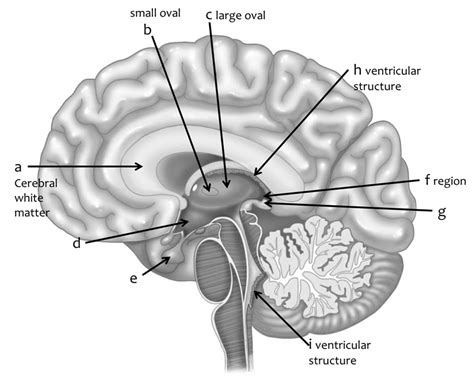 Cerebrum And Diencephalon Diagram Quizlet