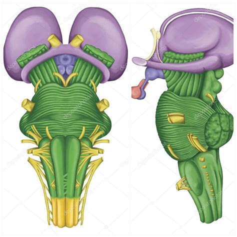 Brain Stem Diagram | Quizlet