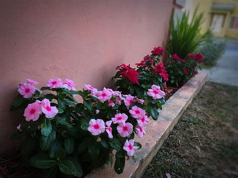 Are Vincas Easy To Grow at Frank Wilhelmina blog