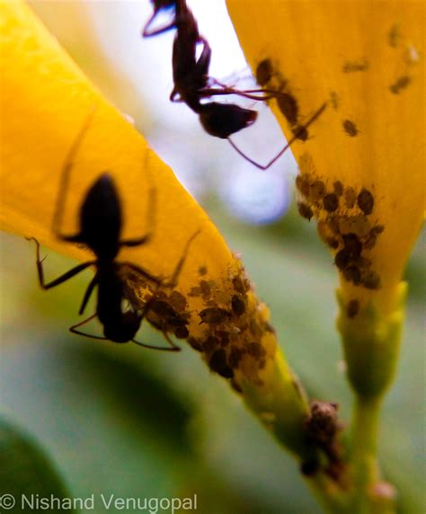 A Peek Into The Ant’s World – SCIENCE NEXT DOOR