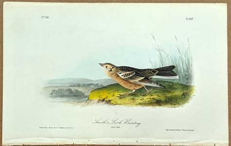 Audubon Octavo Print Smith S Lark Bunting Plate 487 1st Edition