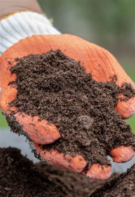 Best Organic Soil Amendments For Your Vegetable Garden