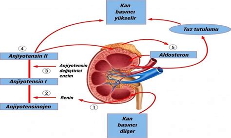 Anjiyotensin Hormonu Nedir Molekülce