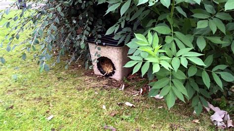 How to Build a Feral Cat Shelter for Winter