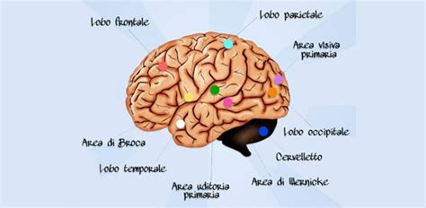 Brain Trivia Questions