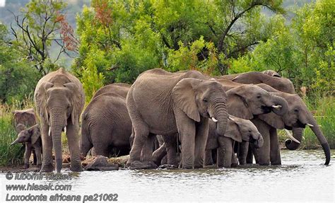 loxodonta africana