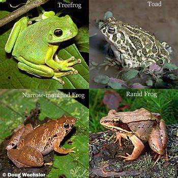 Difference between a frog and a toad