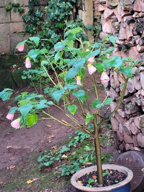 Abutilon Pictum Gillies Ex Hook Walp Chinese Lantern Useful