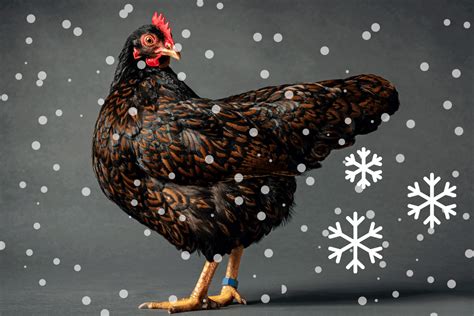 Barnevelder Chicken Eggs: Guide and FAQ - Farmpertise