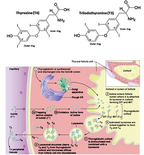 Comprehensive Review Of Thyroid Embryology Anatomy Histology And