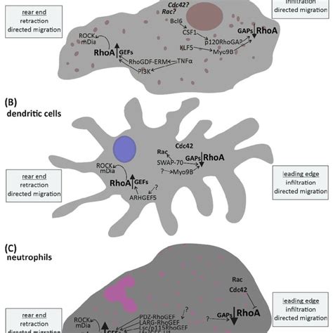 Rhoa Signaling In Cells Of The Adaptive Immune System Directed