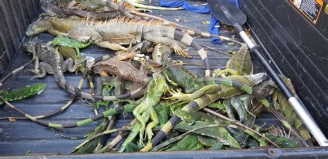 Frozen Iguanas Fall From Trees In Florida The Freaky