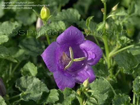 PlantFiles Pictures Campanula Carpathian Bellflower Carpathian