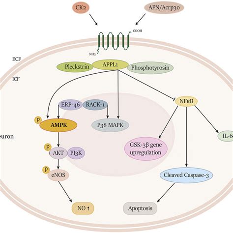 Adiponectin Apn Signaling Pathway In Brain Tissue Download