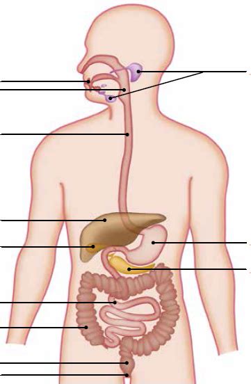 Sch Ma Du Syst Me Digestif Diagram Quizlet
