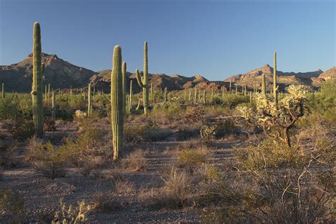 Sonoran Desert Scene With Saguaro Photograph By George Grall