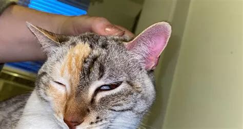 Why Are My Cats Ears Hot Puainta