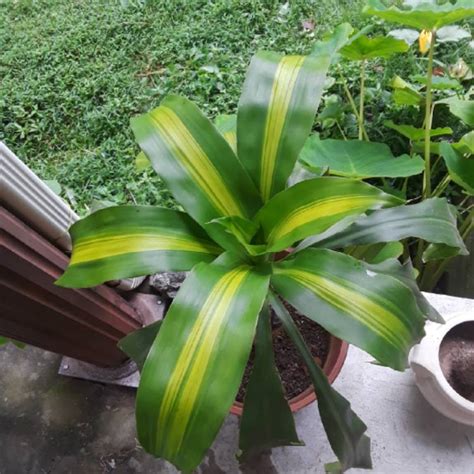 Dracaena Fragrans Massangeana Happy Plant Uploaded By Cartersbaby