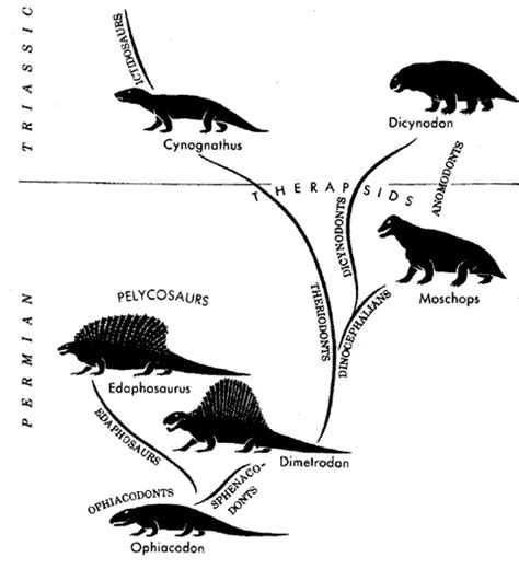 Pelycosaur - Alchetron, The Free Social Encyclopedia