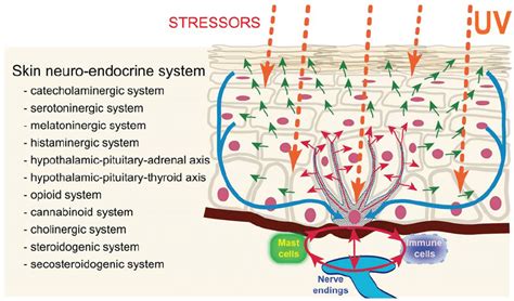 Skin neuroendocrine system follows the algorithms of classical ...