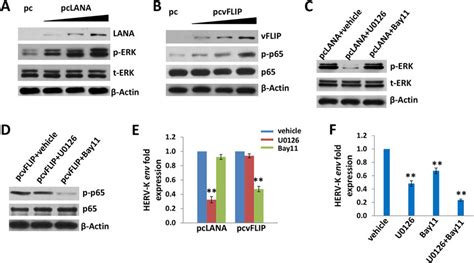 Activation Of Intracellular Signaling Pathways Is Involved In Herv K