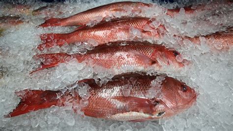 The Ins And Outs Of Buying The Best Red Snapper Fish