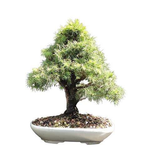 Picea Glauca | White Spruce Seeds – Grow a Bonsai – 30 for £2.49