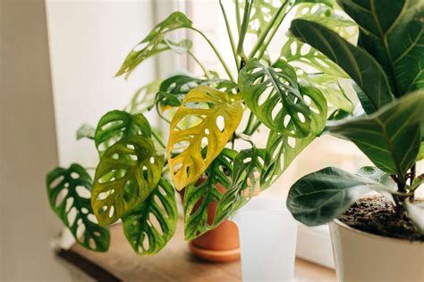 Why Indoor Plant Leaves Turn Yellow—and How To Fix It