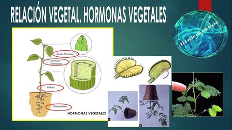 Relación en las plantas Hormonas vegetales YouTube