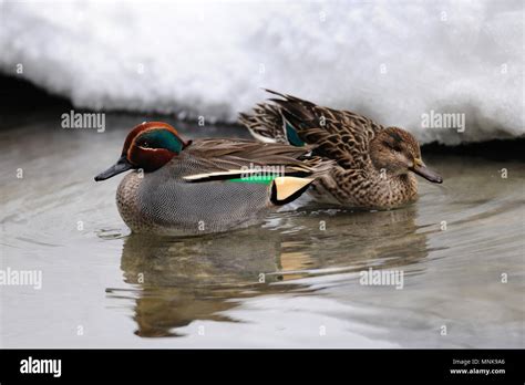 Female Teal In Winter Hi Res Stock Photography And Images Alamy