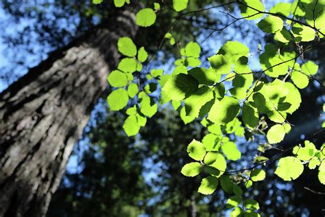 Under The Leaves Photograph By Jane Schrock Pixels