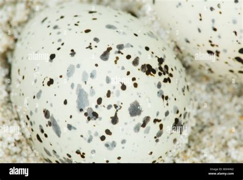 Piping plover eggs Stock Photo - Alamy