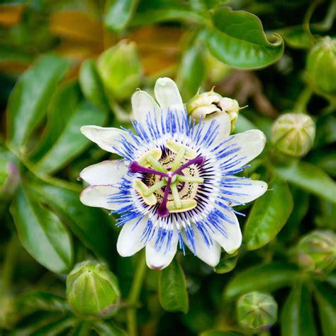 Seeds of Blue Passion Flower - PASSIFLORA CAERULEA - T.O.G