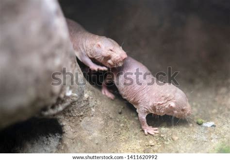 Naked Mole Rat Terrarium Stock Photo Edit Now 1411620992