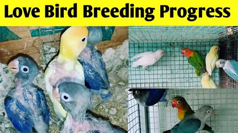 Breeding Progress Love Birds Third Clutch Egg Laying Albino